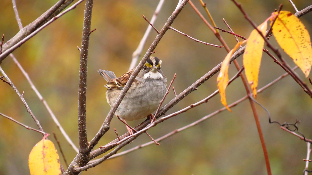 White-throated Sparrow - ML183857821