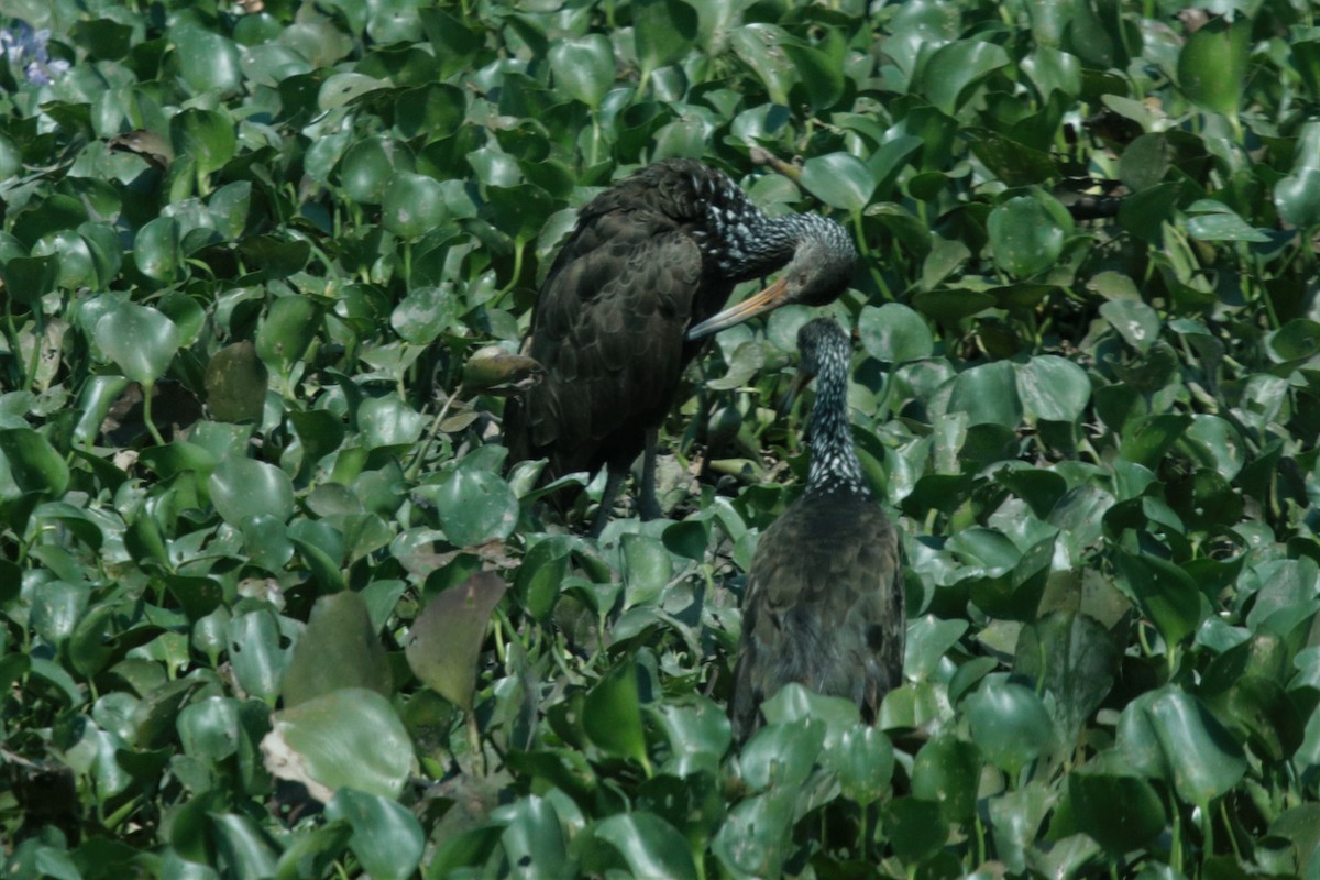 Limpkin - Doug Kibbe