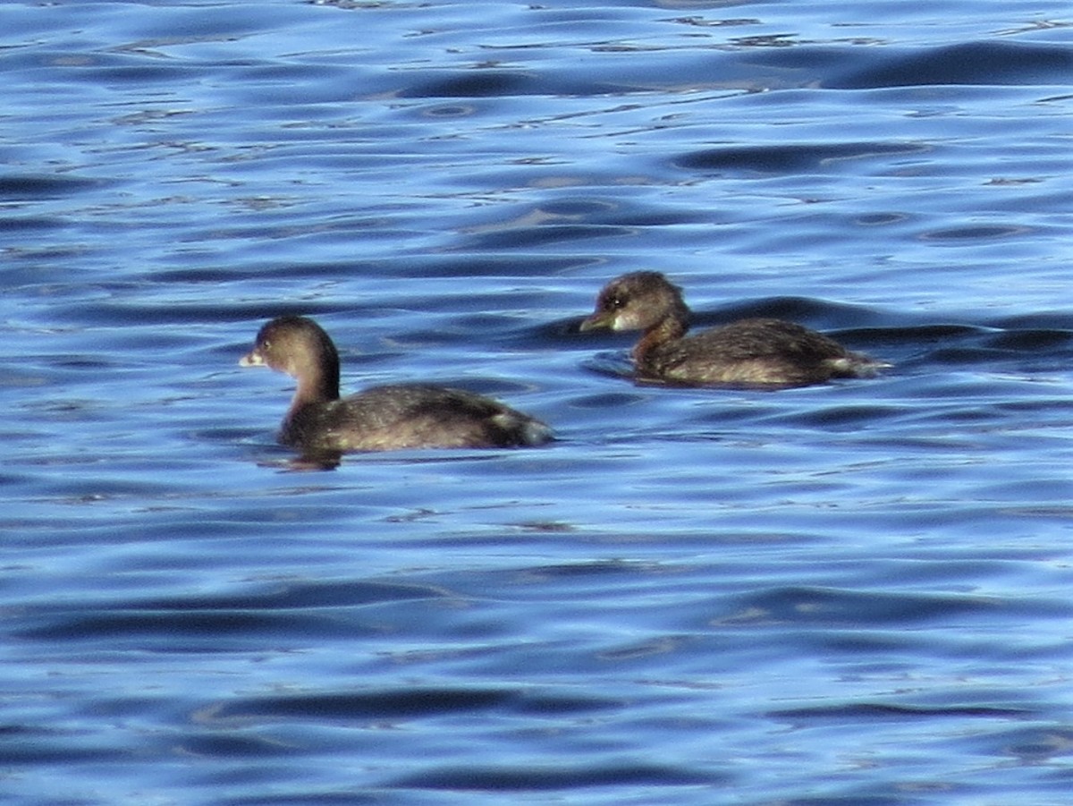 Pied-billed Grebe - ML183858191