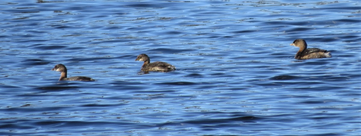 Pied-billed Grebe - ML183858221