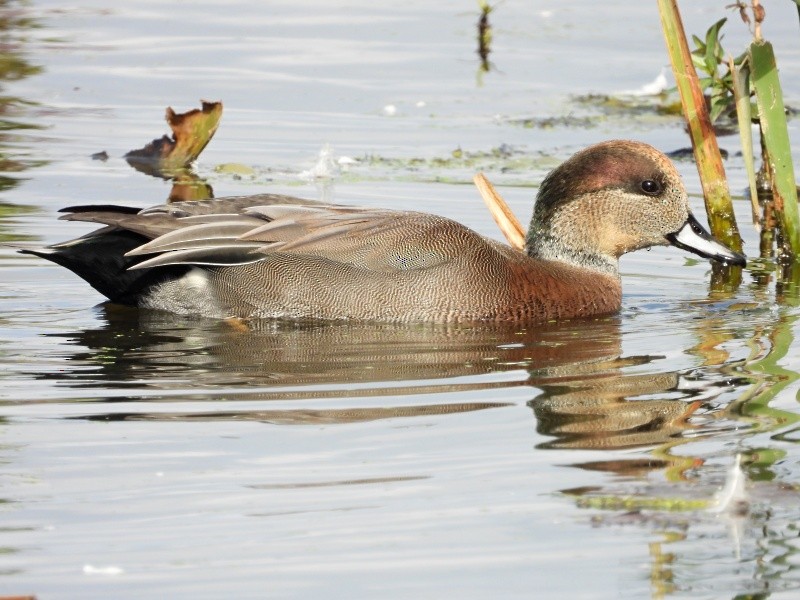 Gadwall x American Wigeon (hybrid) - Don McLeod