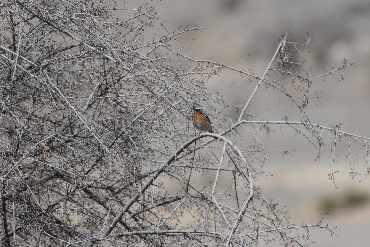 Rufous-backed Redstart - ML183858701