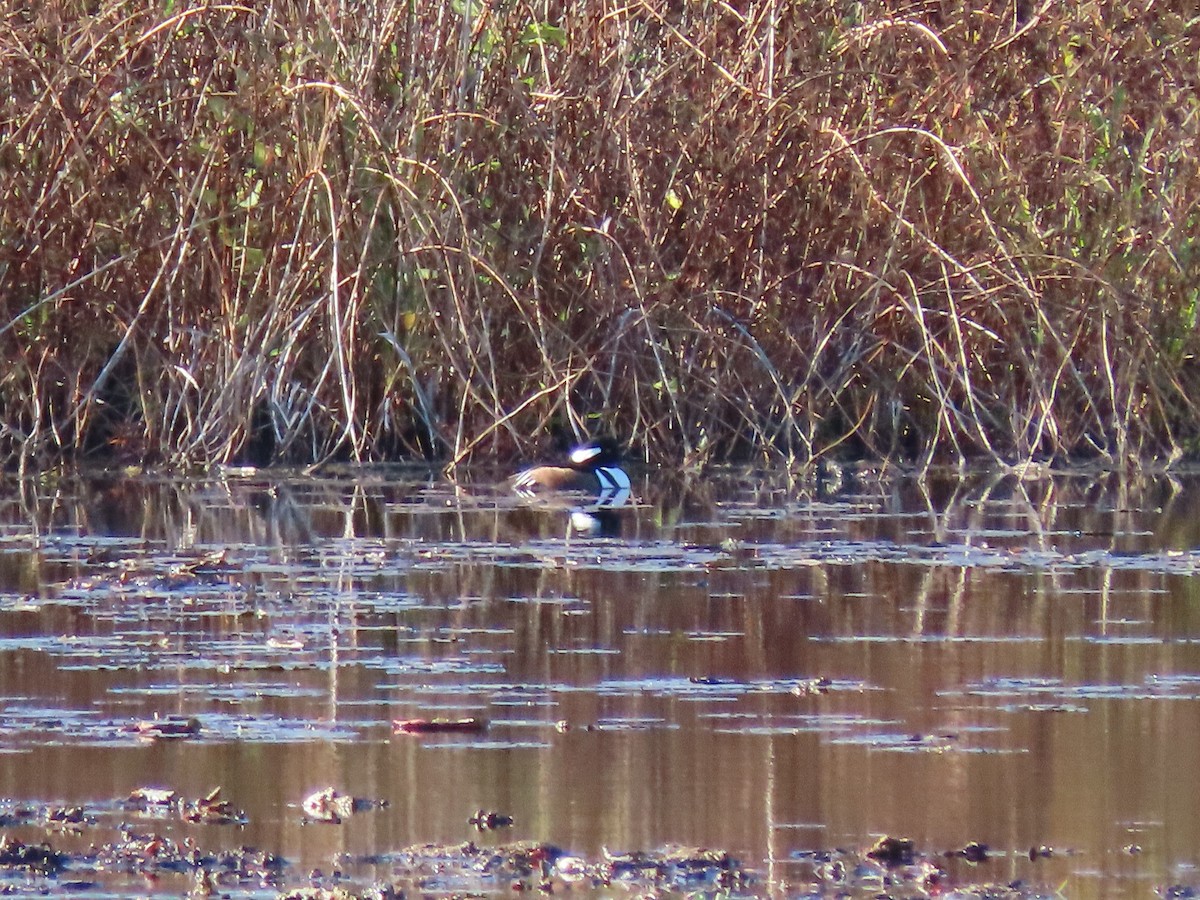 Hooded Merganser - Alan Boyd