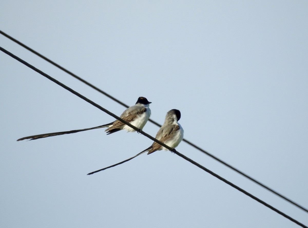 Fork-tailed Flycatcher - ML183861331