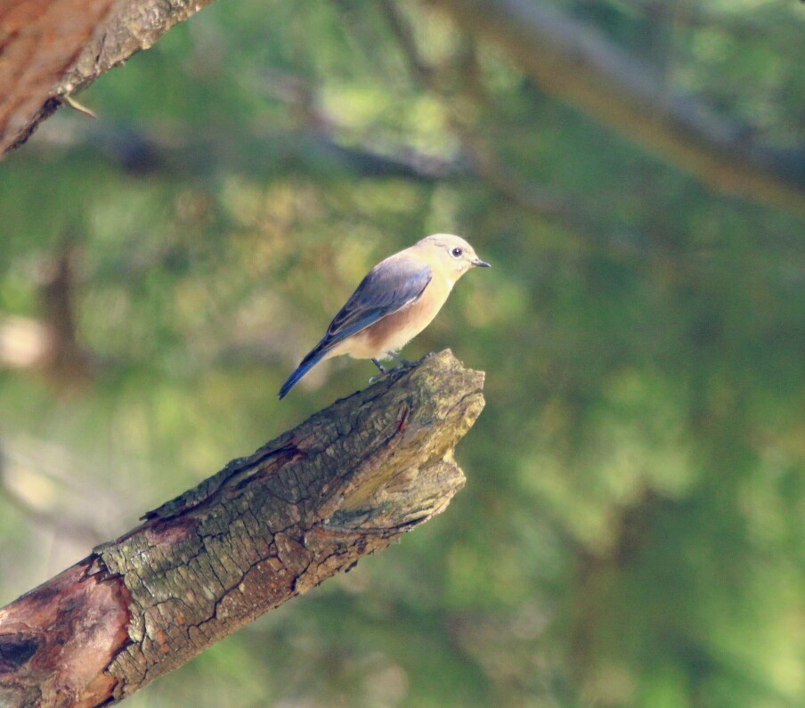 Eastern Bluebird - ML183863731
