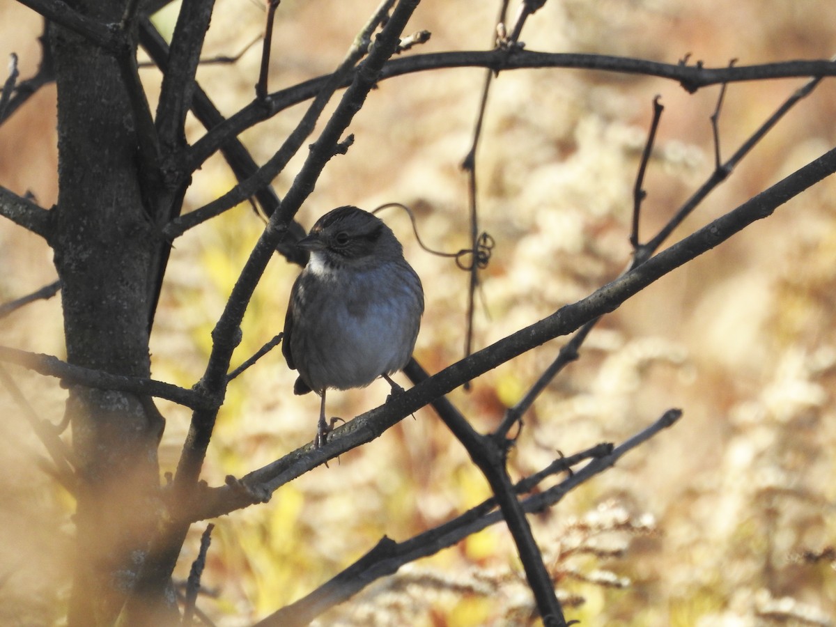 Swamp Sparrow - ML183864201