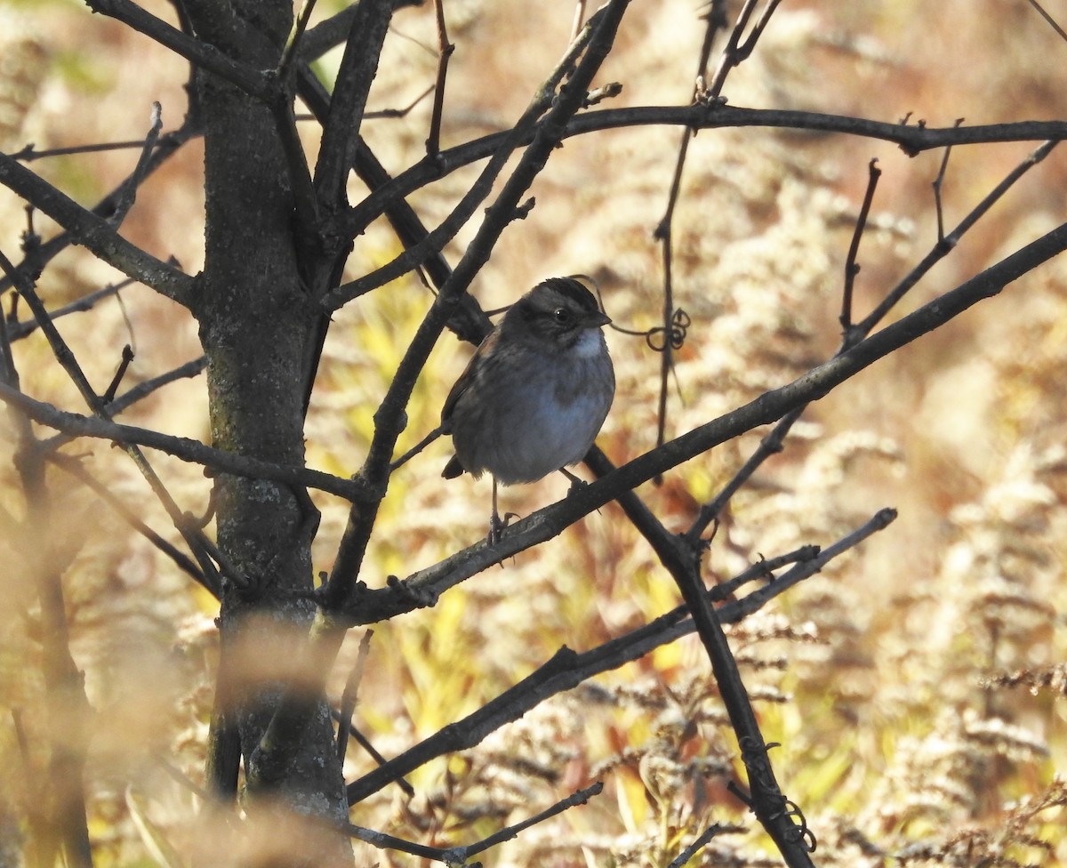 Swamp Sparrow - ML183864471