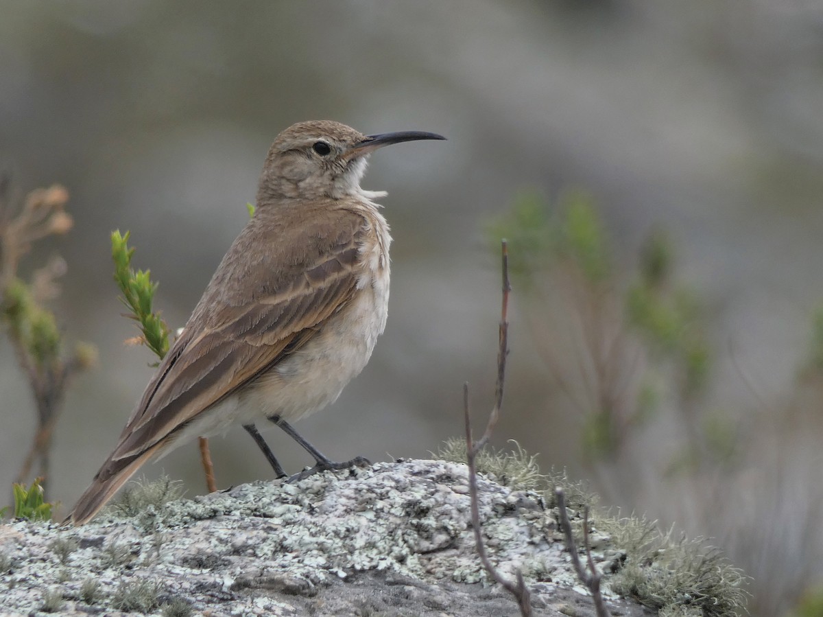 Slender-billed Miner - j sykes