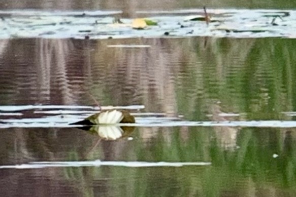 Black-bellied Whistling-Duck - ML183867701