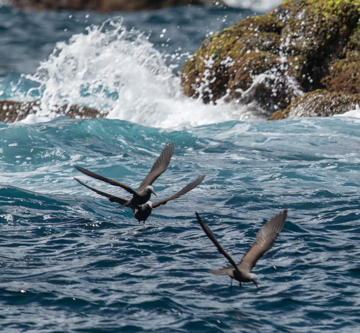 クロアジサシ - ML183868821