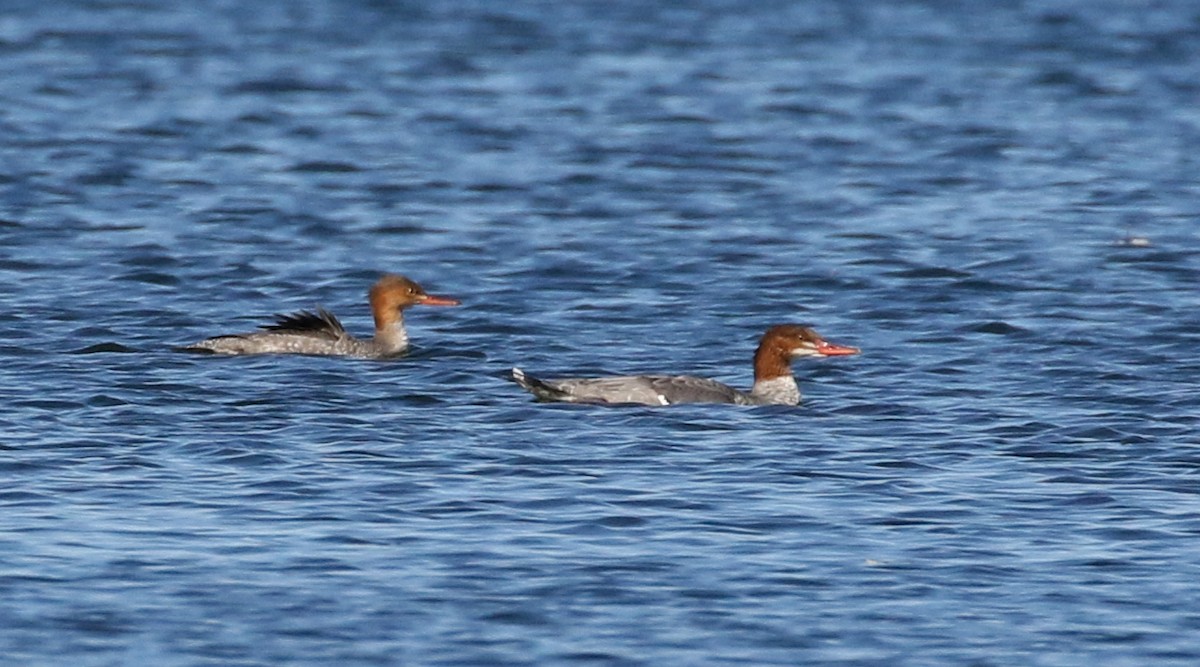 Common Merganser (North American) - ML183868911