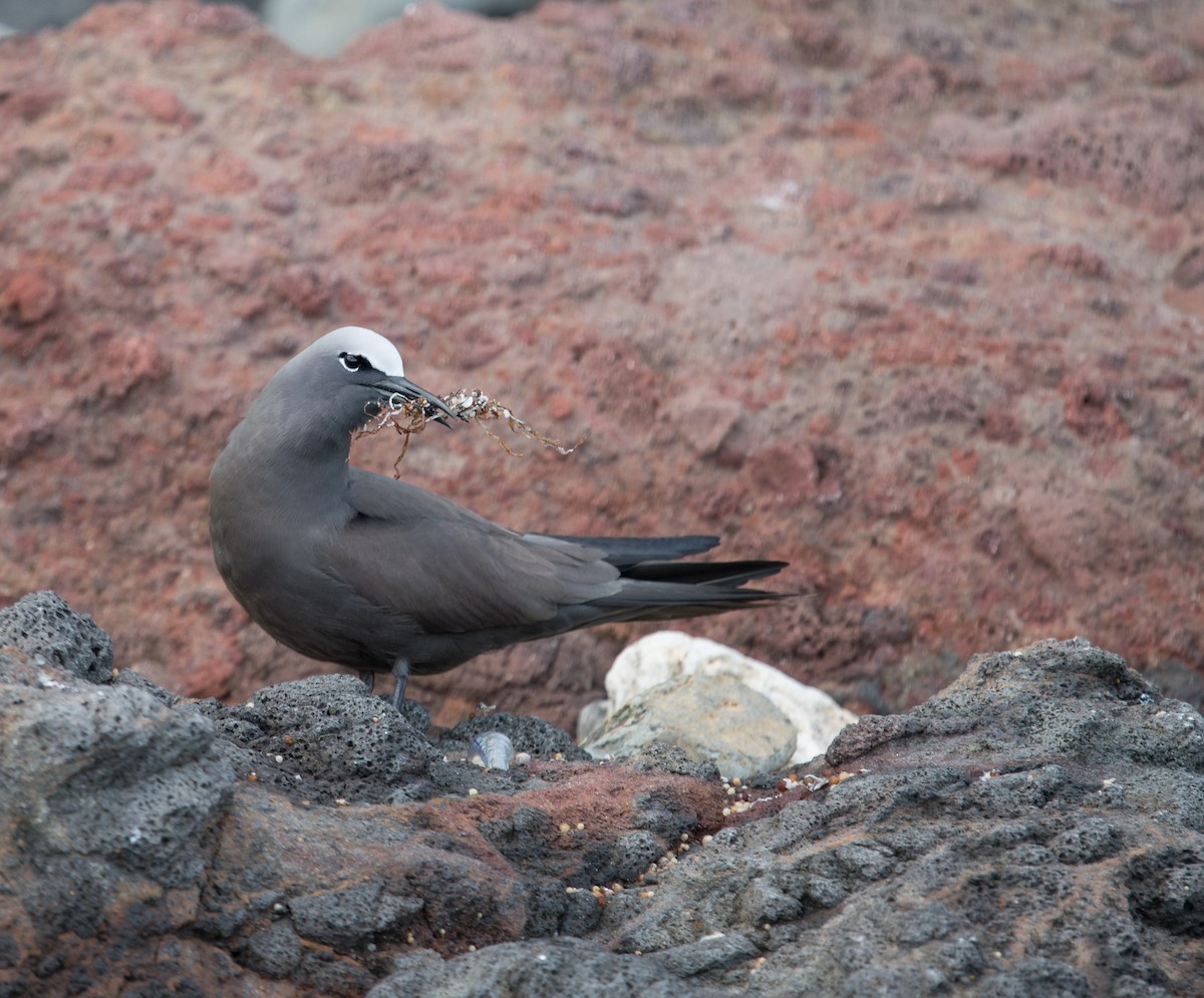 クロアジサシ - ML183871131