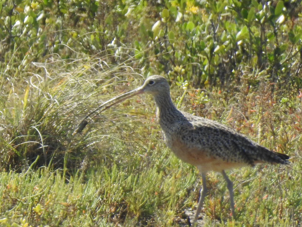 Long-billed Curlew - ML183871691