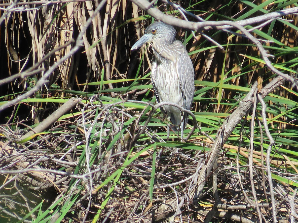 Yellow-crowned Night Heron - ML183872781