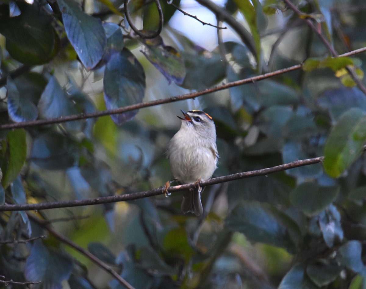 Golden-crowned Kinglet - ML183873101