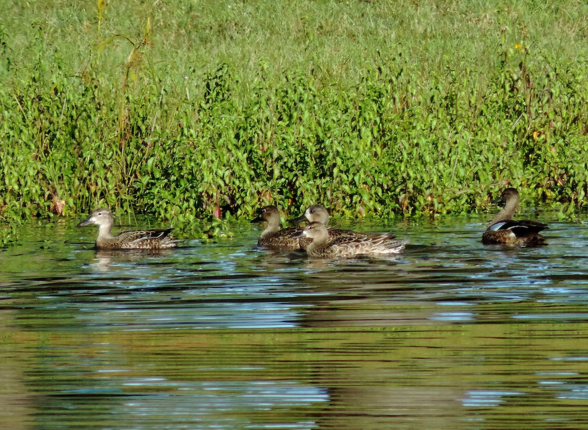 Blue-winged Teal - ML183873641