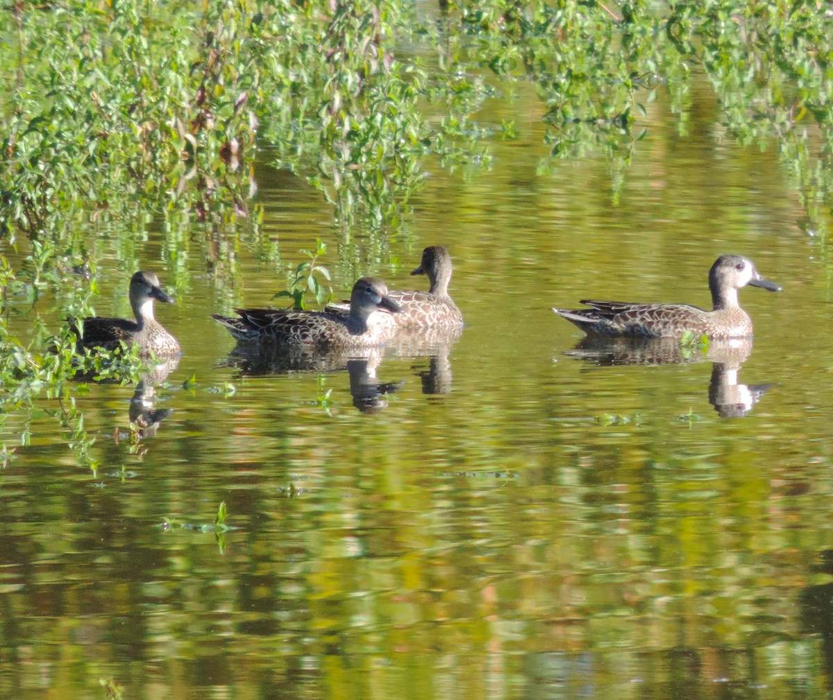 Blue-winged Teal - ML183873801