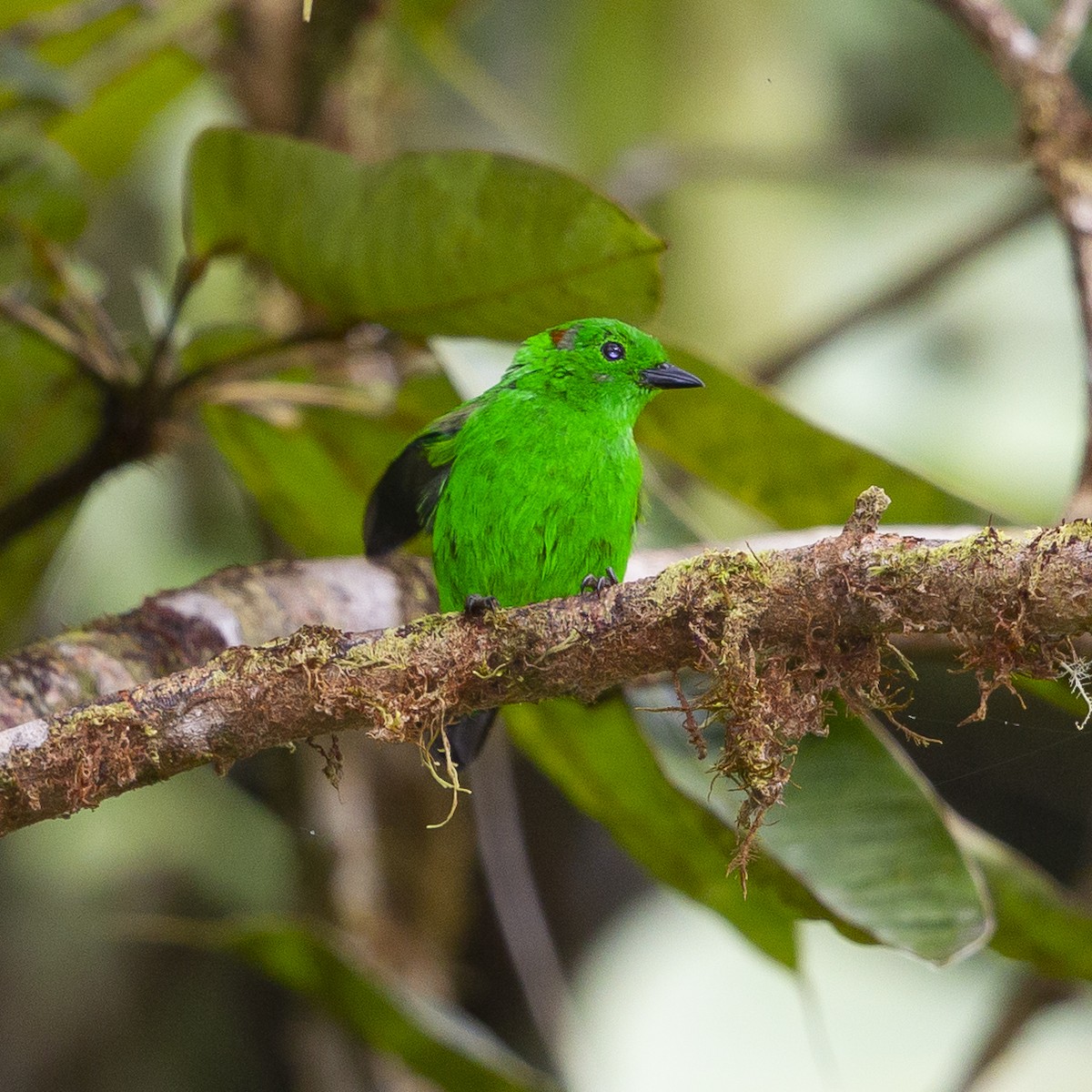 Glistening-green Tanager - ML183873921