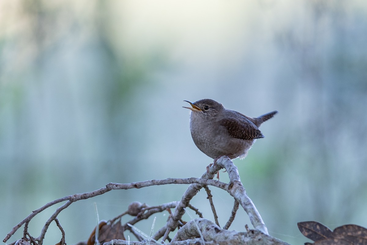 Northern House Wren - Gary Stone