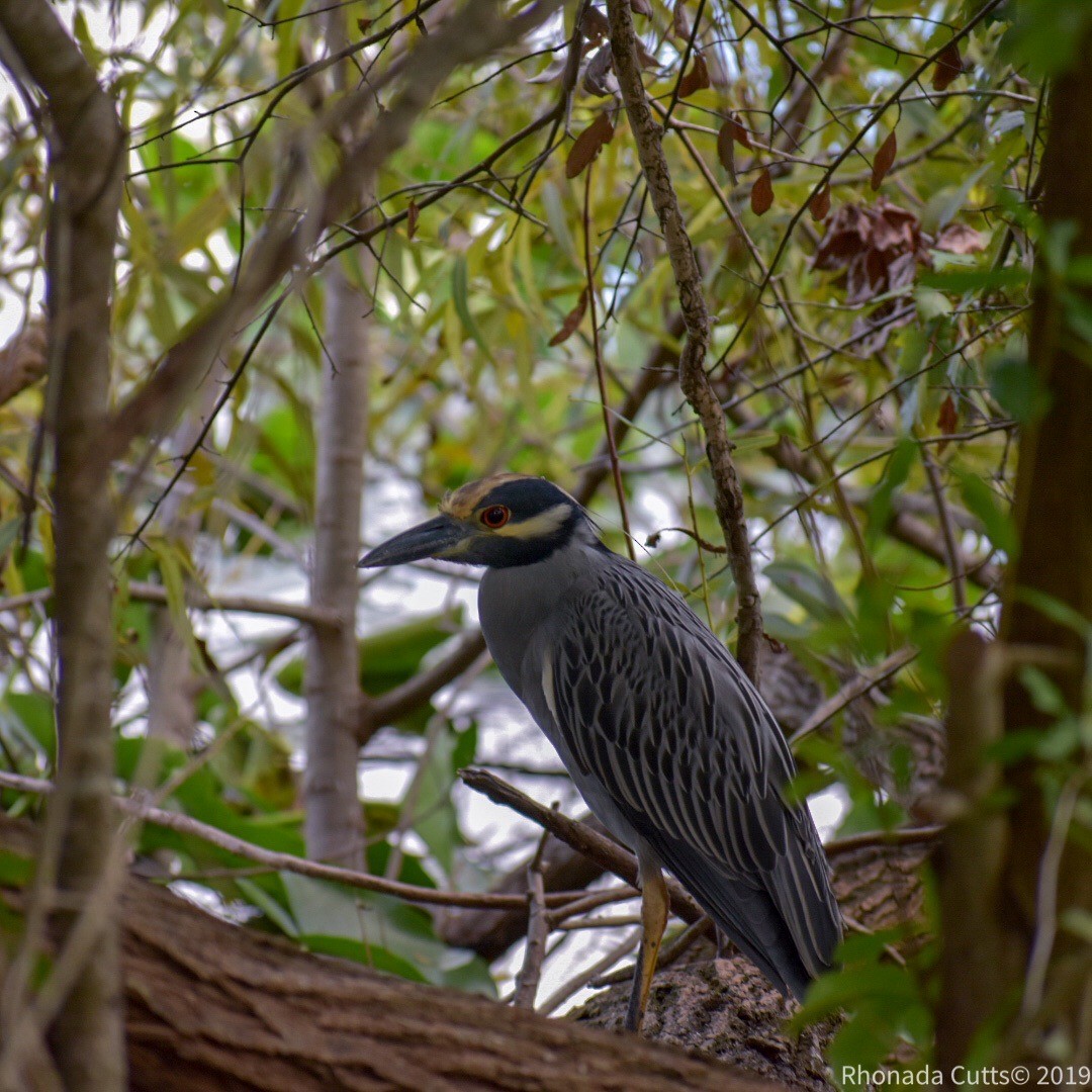 Yellow-crowned Night Heron - ML183875611