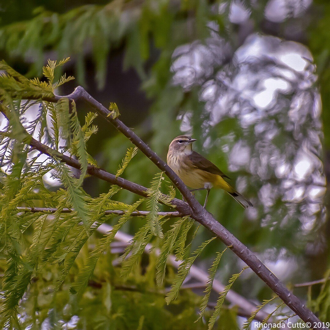 Palm Warbler - Rhonada Cutts