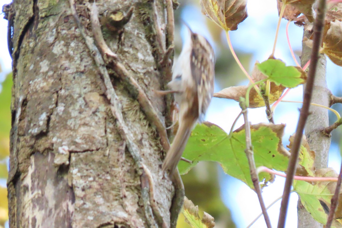 Eurasian Treecreeper - ML183876151