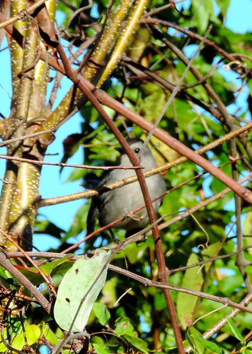 Gray Catbird - ML183876711