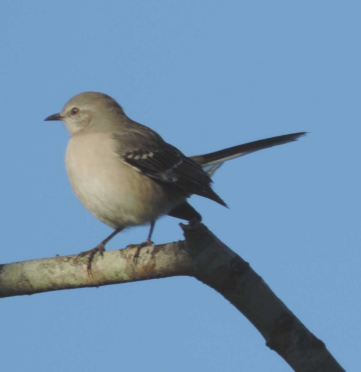 Northern Mockingbird - ML183876861