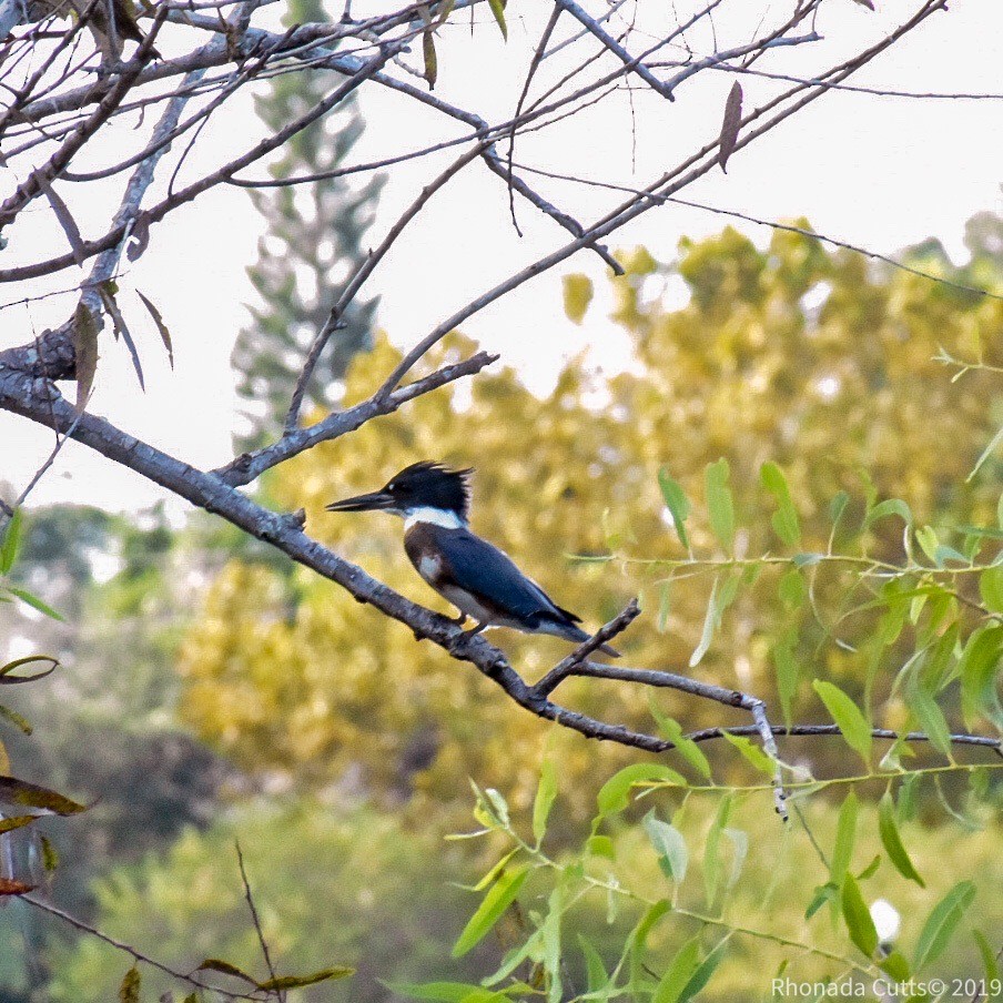 Belted Kingfisher - ML183877161