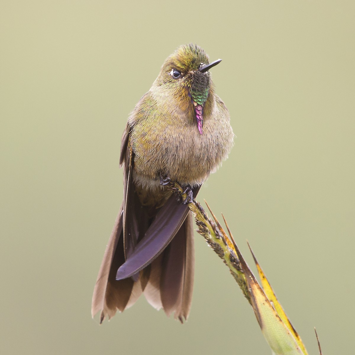 Bronze-tailed Thornbill - Peter Hawrylyshyn