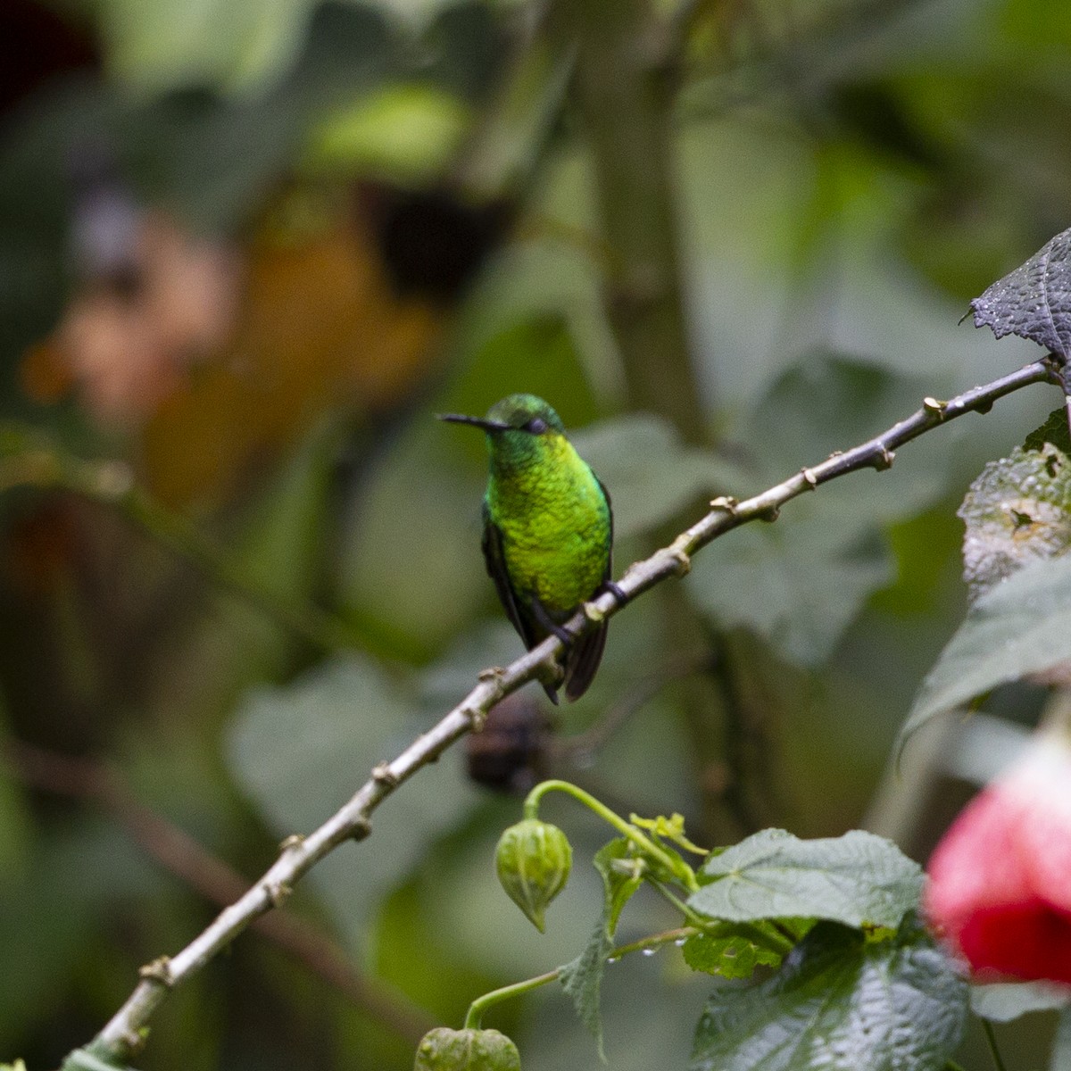 Short-tailed Emerald - ML183881751