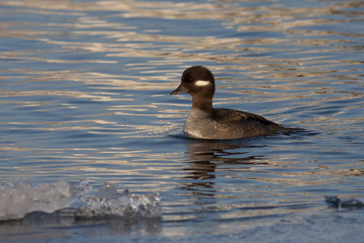 Bufflehead - ML183882271