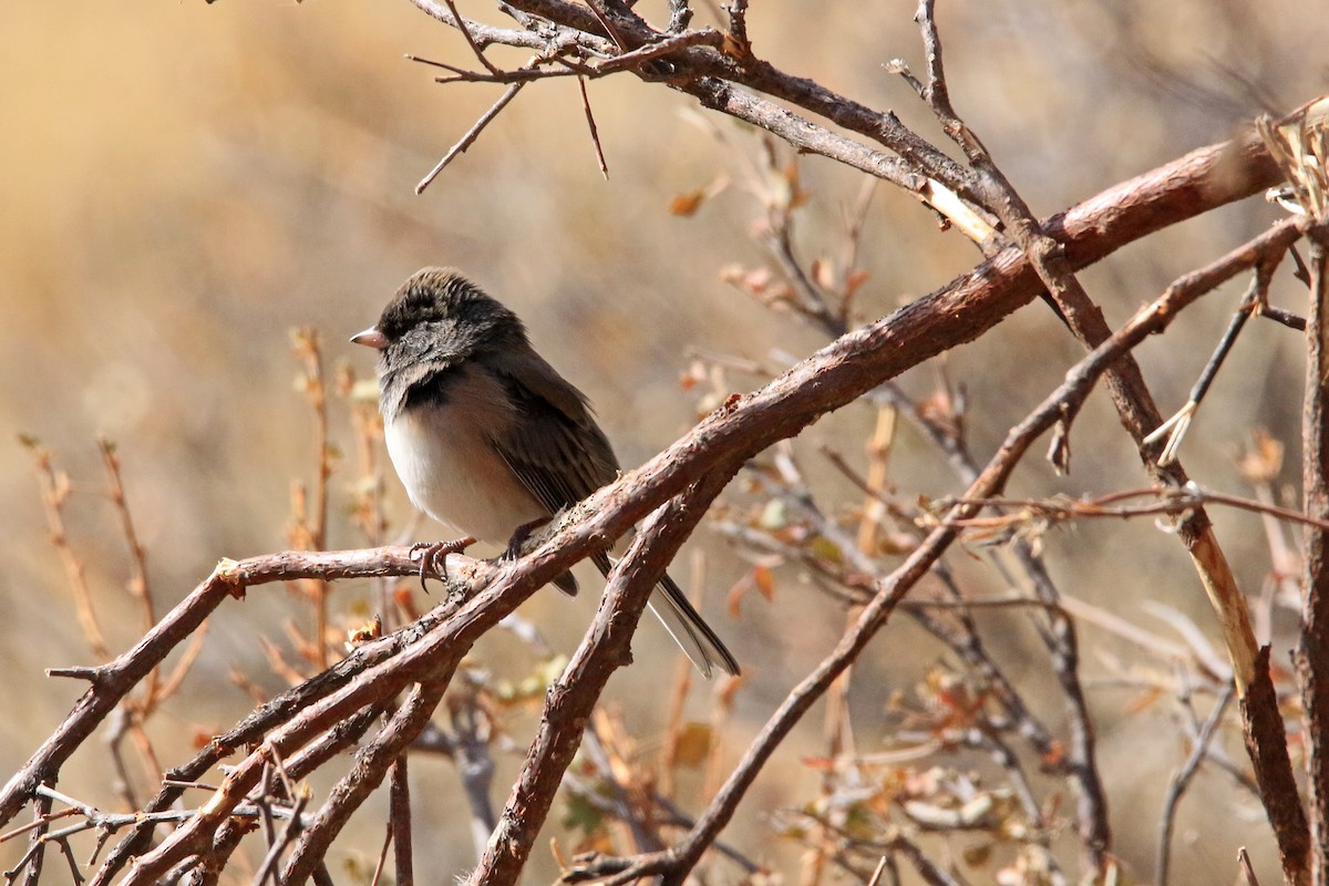 Dark-eyed Junco - ML183883231