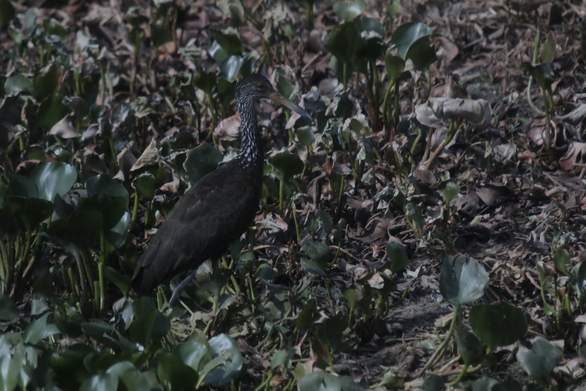 Limpkin - Doug Kibbe