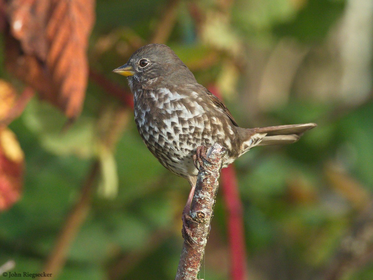 Fox Sparrow - ML183884161
