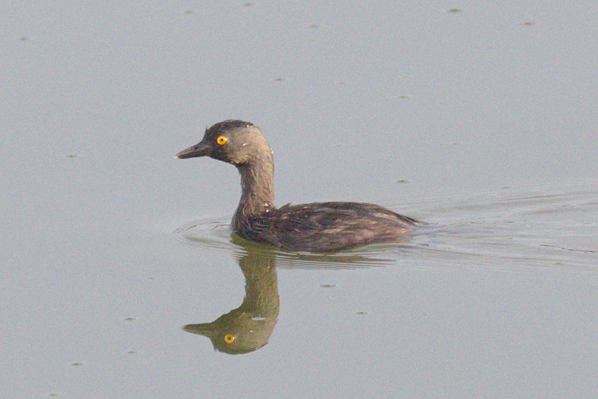 Least Grebe - ML183884941