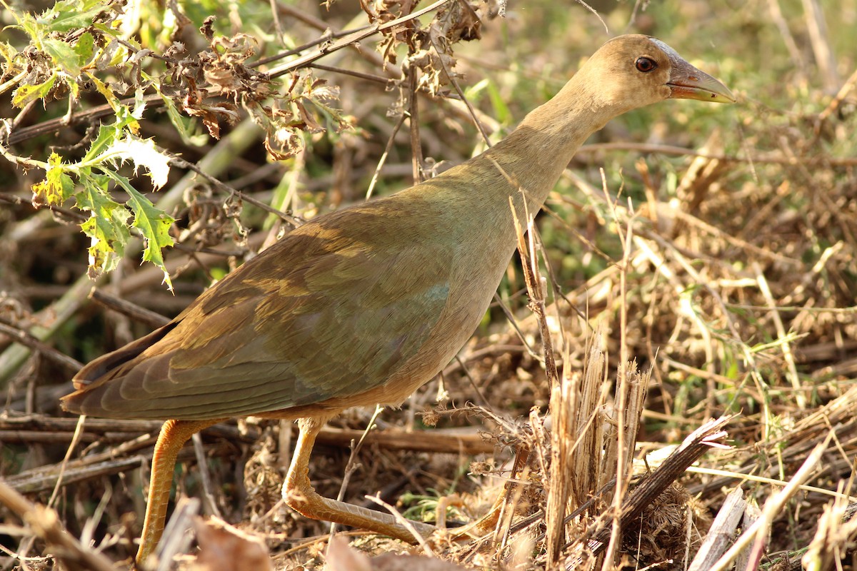 Purple Gallinule - Anonymous