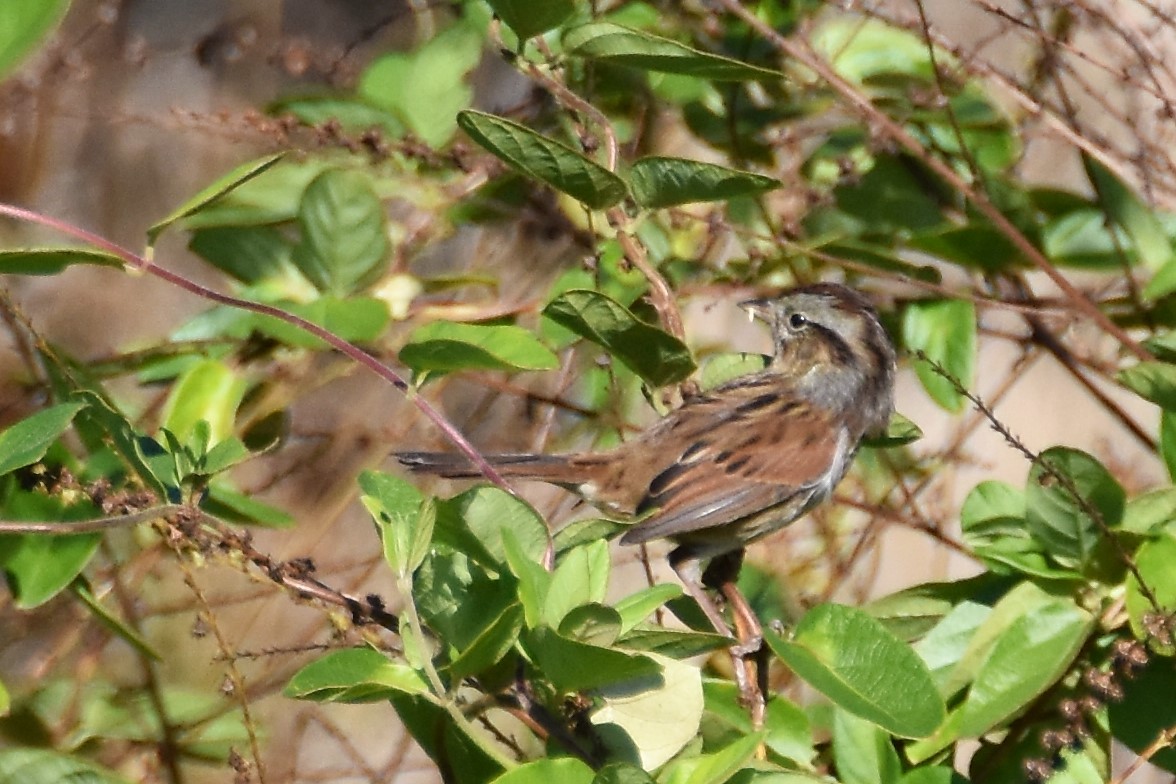 Swamp Sparrow - ML183886051