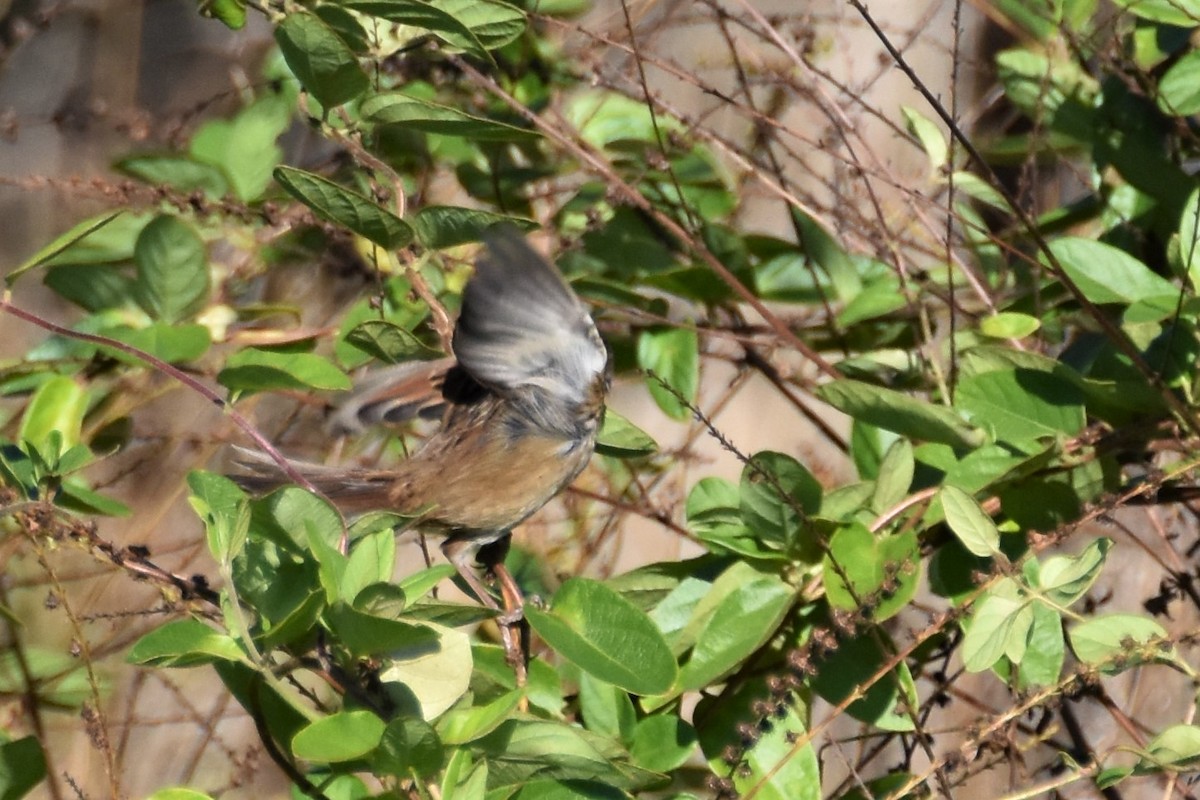 Swamp Sparrow - ML183886061