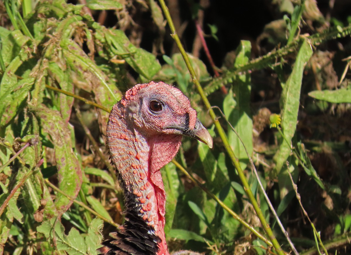 Wild Turkey - ML183887191