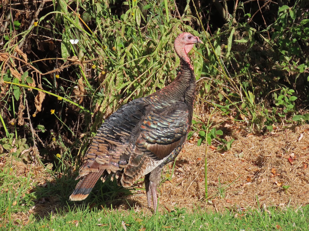 Wild Turkey - ML183887321