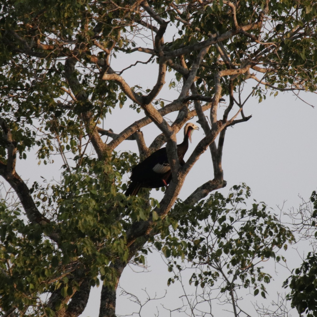 Red-throated Piping-Guan - ML183887491