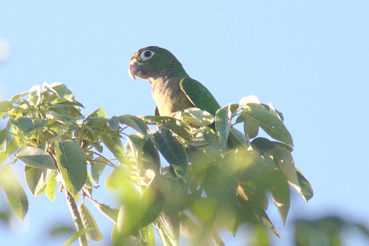 Olive-throated Parakeet - ML183887671