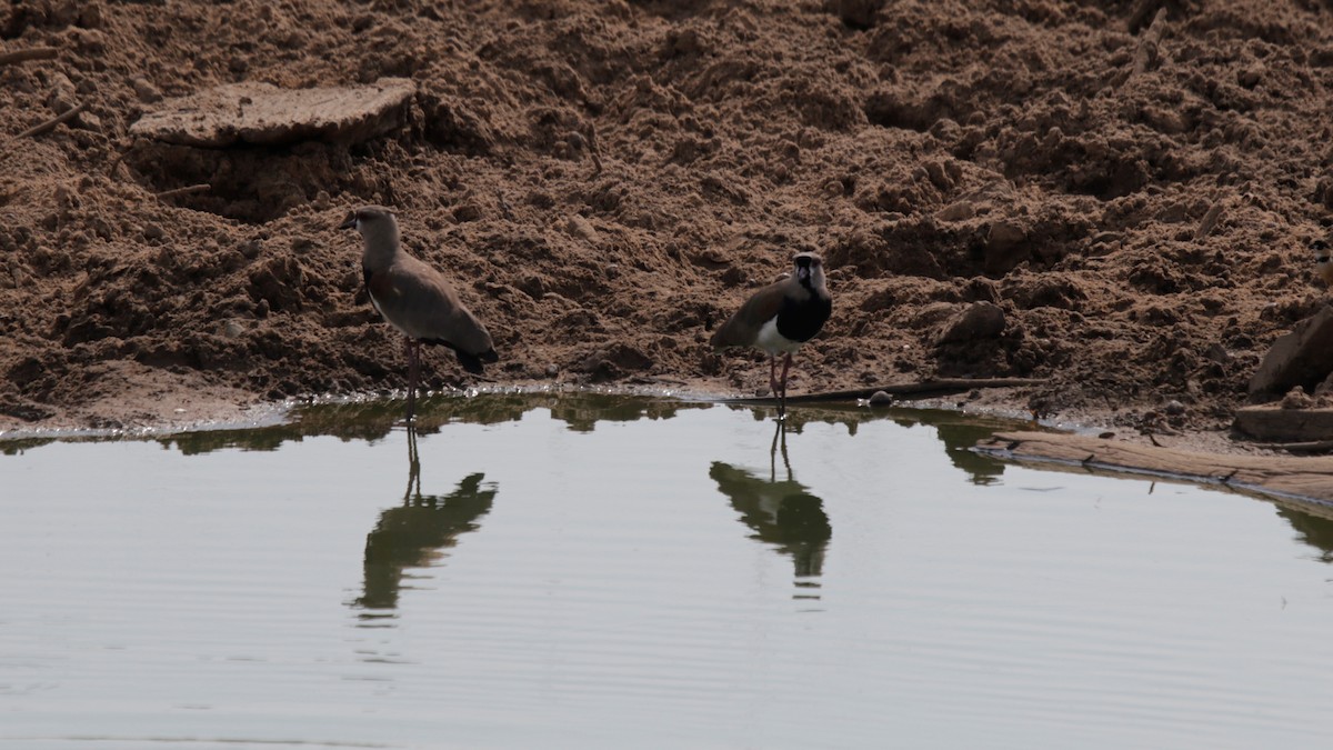 ナンベイタゲリ（lampronotus） - ML183887941