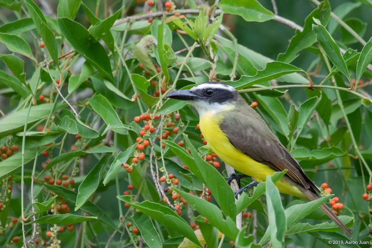 Boat-billed Flycatcher - ML183888681