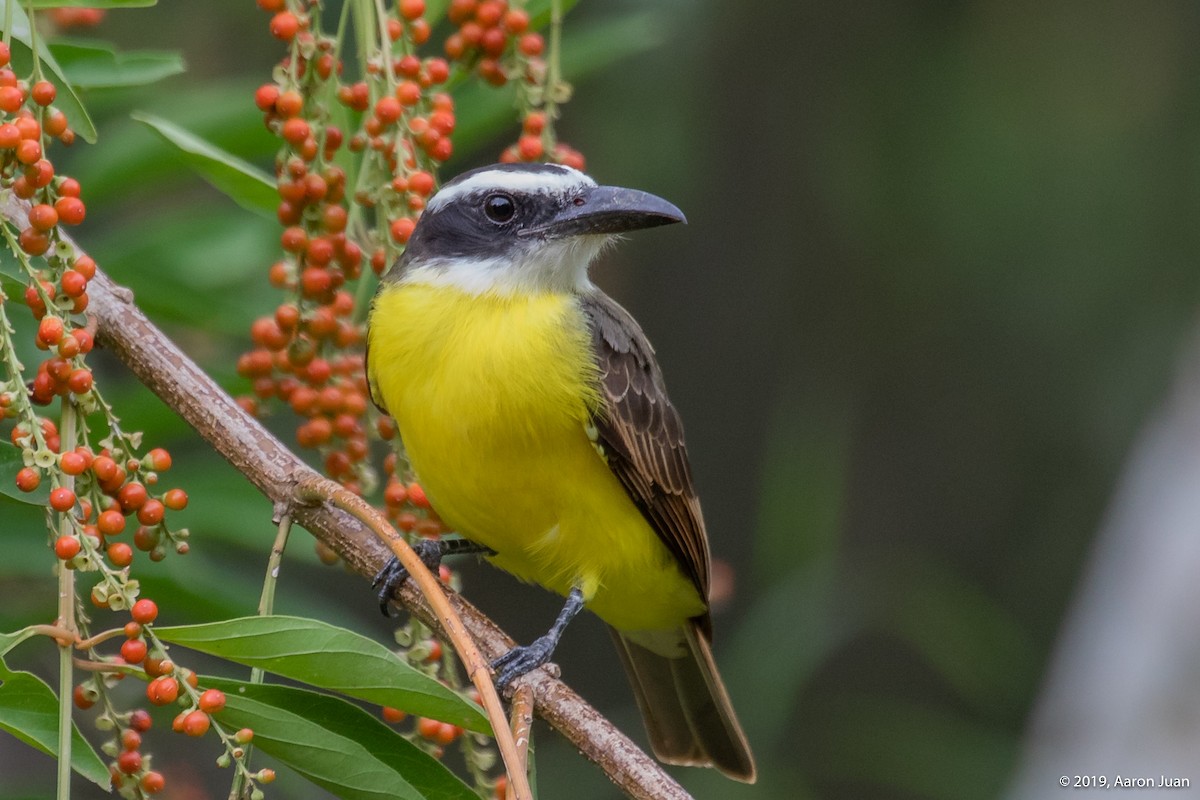 Boat-billed Flycatcher - ML183888711