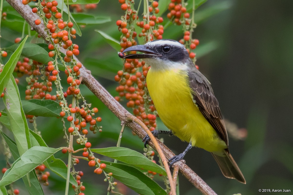 Boat-billed Flycatcher - ML183888731