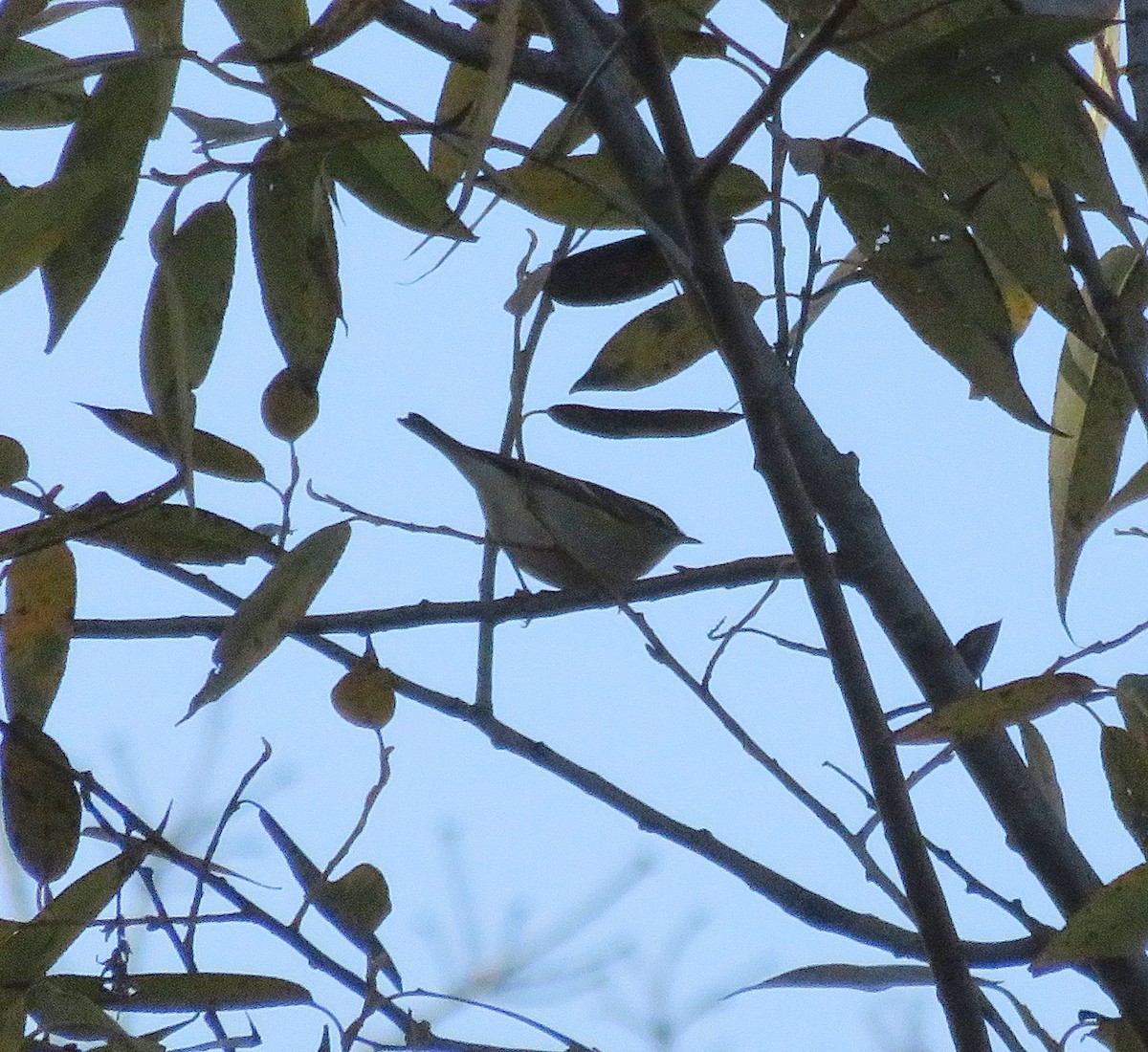 Yellow-browed Warbler - ML183889091