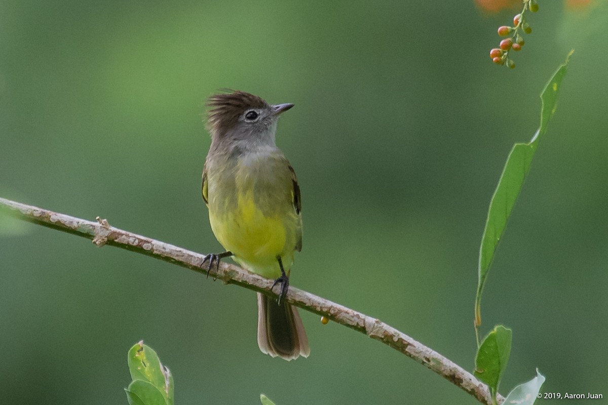 Yellow-bellied Elaenia - Aaron Juan