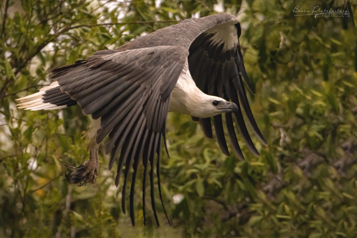 White-bellied Sea-Eagle - ML183892541